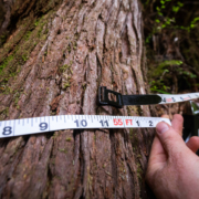 Flores-Island-Clayoquot-Sound-41