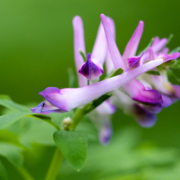 Scoulers-Corydalis-Vancouver-Island-1