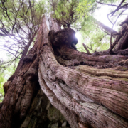 Rosander-Cedars-May-2022-34