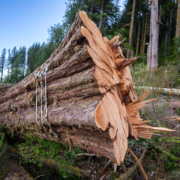 Klanawa-Valley-Logging-Old-Growth-Cedar-Tree