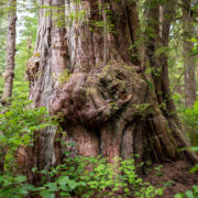 Sprise-Lake-Cedars-2023-125