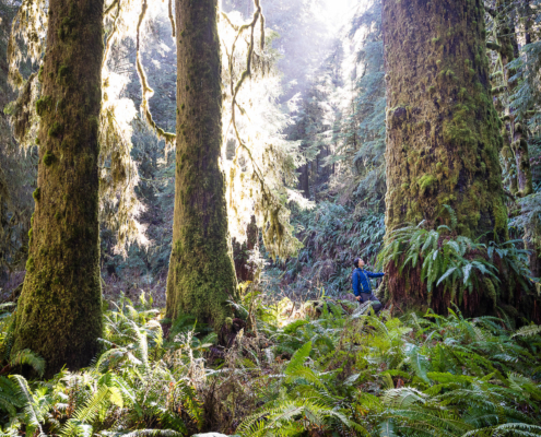 Endangered Ecosystems Alliance Executive Director, Ken Wu, stands beside a giant Sitka spruce tree in an old-growth forest west of Lake Cowichan in Ditidaht territory.