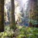 Endangered Ecosystems Alliance Executive Director, Ken Wu, stands beside a giant Sitka spruce tree in an old-growth forest west of Lake Cowichan in Ditidaht territory.