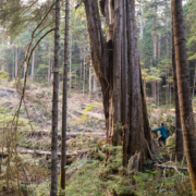 old-growth-logging-quatsino-vancouver-island-2023-2-2
