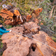 Quatsino: Old-Growth Under Threat 2023