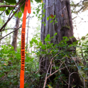 old-growth-logging-quatsino-vancouver-island-2023-575