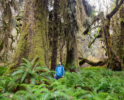 Endangered Ecosystems Alliance executive director, Ken Wu, stands in a blue jacket amongst the spectacular yet unprotected ancient forests of the Mossome Grove near Port Renfrew in Pacheedaht territory.