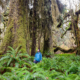 Endangered Ecosystems Alliance executive director, Ken Wu, stands in a blue jacket amongst the spectacular yet unprotected ancient forests of the Mossome Grove near Port Renfrew in Pacheedaht territory.
