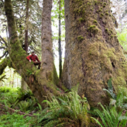 6-Old-Growth-Spruce-Forest-TJ-Watt Ancient Forest Alliance photographer & campaigner, TJ Watt, beside an enormous old-growth Sitka spruce growing unprotected west of Lake Cowichan in Ditidaht territory.