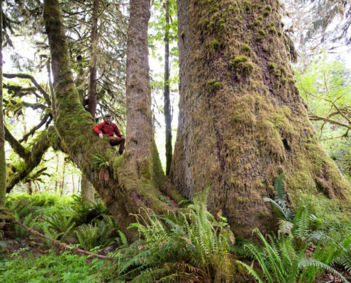 Ancient Forest Alliance photographer & campaigner, TJ Watt, beside an enormous old-growth Sitka spruce growing unprotected west of Lake Cowichan in Ditidaht territory.