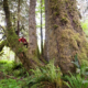 Ancient Forest Alliance photographer & campaigner, TJ Watt, beside an enormous old-growth Sitka spruce growing unprotected west of Lake Cowichan in Ditidaht territory.