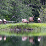 6-Roosevelt-Elk-Port-Renfrew