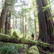 A man in a green shirt and chinos stands amidst a stunning old-growth grove, looking up at an ancient western redcedar. Moss, ferns, nurse logs, and other trees surround him in a sea of green.