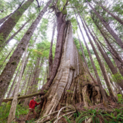 Giant-Cedar-Northern-Vancouver-Island