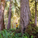 A man in a yellow jacket stands beside a massive Douglas-fir tree in an ancient Douglas-fir grove.
