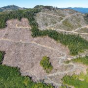 1-Old-Growth-Clearcutting-Northern-VI