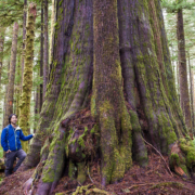 A man in a blue jacket stands beside a massive old-growth cedar in a forest.
