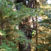 3-Carmanah-Valley-Tree-Climb-2022-563