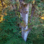5-Carmanah-Valley-Tree-Climb-2022-859