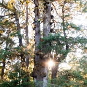 A man in neon scales a record-sized Sitka spruce as the sun peaks out from behind the branches as they sprawl every which way.