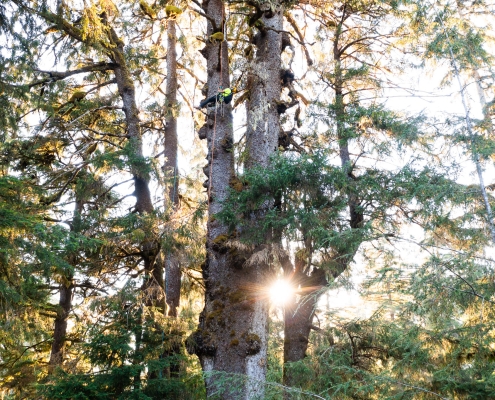A man in neon scales a record-sized Sitka spruce as the sun peaks out from behind the branches as they sprawl every which way.