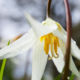 A white fawn lily, with its oblong petals and vibrant yellow pistil and stamen, hangs delicately.