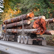 6-Logging-Truck-Old-Growth