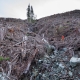 AFA's TJ Watt stands in a brutal cutblock that used to be an Old-Growth Management Area.