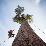 Climbers scale Big Lonely Doug in Pacheedaht territory against a bluebird sky.