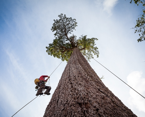 Climbers scale Big Lonely Doug in Pacheedaht territory against a bluebird sky.