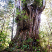 Flores-Island-Cedar-TJ-Watt A giant redcedar tree on Flores Island. Ahousaht Hereditary Representative Tyson Atleo stands at its base.