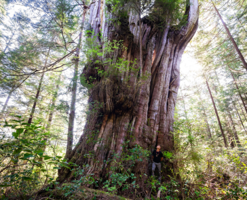 A giant redcedar tree on Flores Island. Ahousaht Hereditary Representative Tyson Atleo stands at its base.