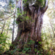 A giant redcedar tree on Flores Island. Ahousaht Hereditary Representative Tyson Atleo stands at its base.