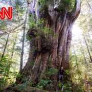 Flores-Island-Tyson-CNN-1