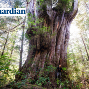 Flores-Island-Tyson-Guardian