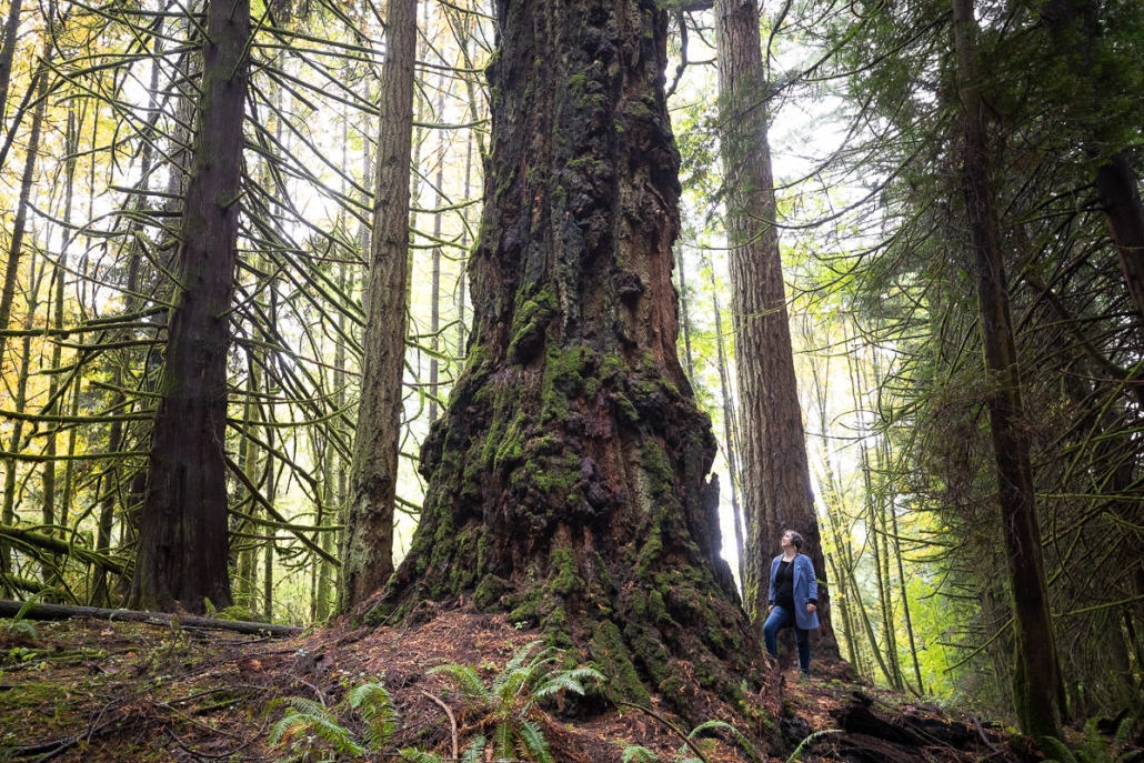francis-king-park-old-growth-douglas-fir-1
