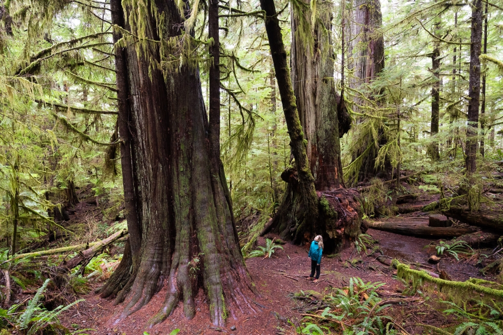three-guardians-red-creek-fir