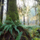 An old-growth Sitka spruce sits atop a bed of ferns while the morning sun peers through the forest canopy.