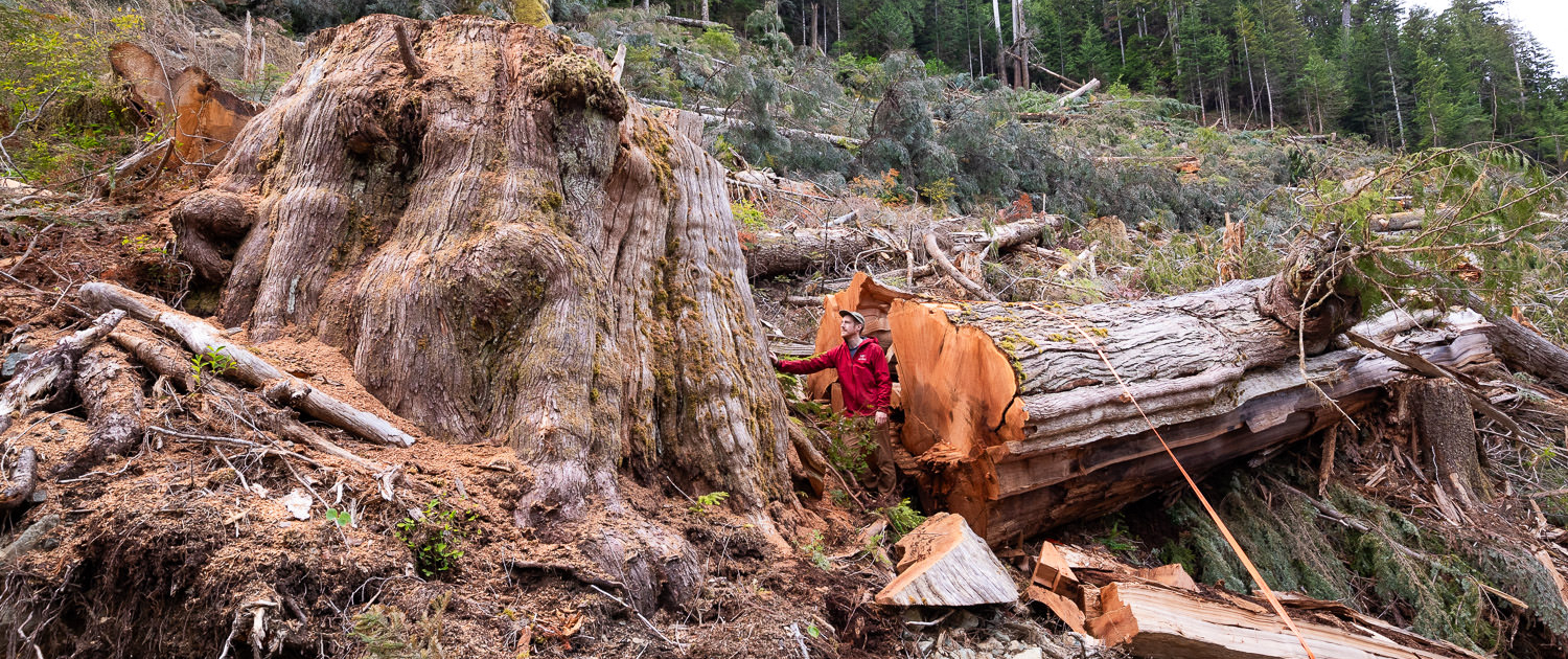 A giant old-growth redcedar tree cut down in the Namhint Valley