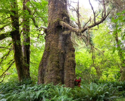 A man in a red jacket stands beside a colossal old-growth tree in a thicket of lush green.