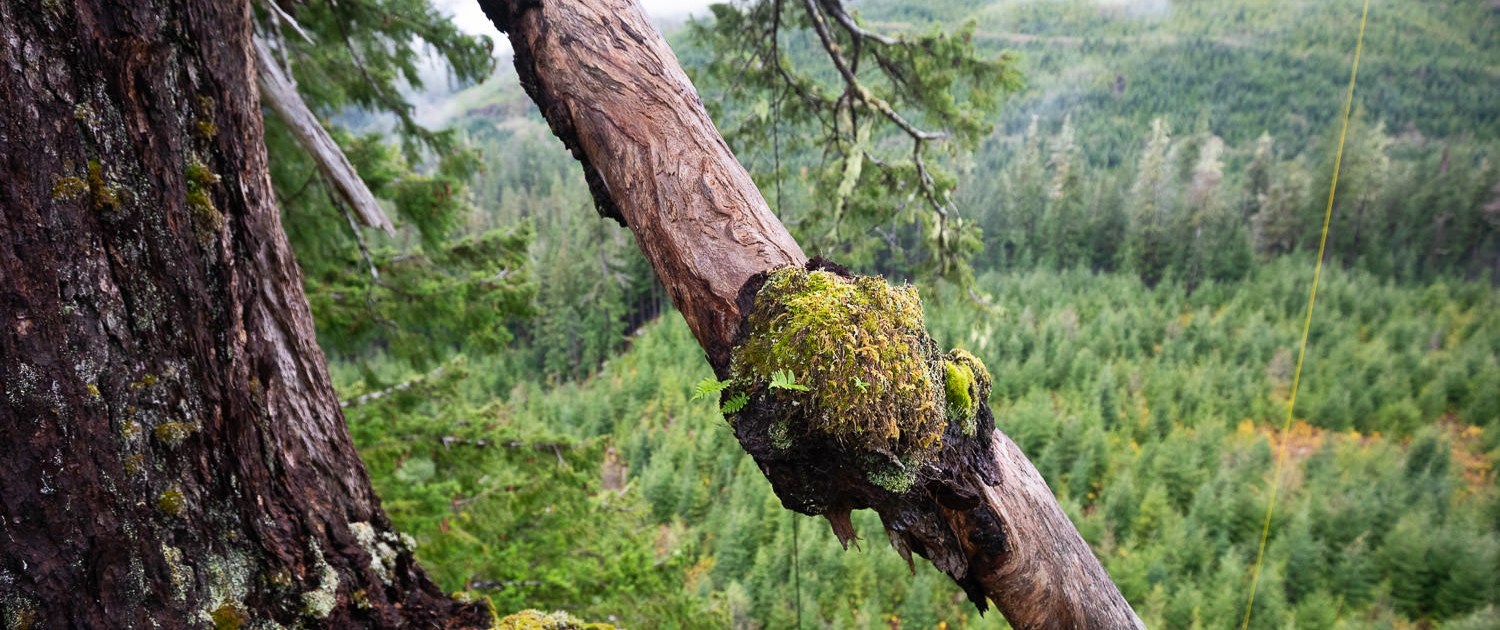 A tree climber stands on the limb of Big Lonely Doug