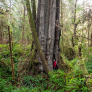 Redcedar-Ferns-Jan-2024