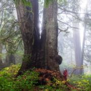 jurassic-grove-old-growth-forest-fog-246 TJ Watt stands beside a giant redcedar in Jurassic Grove on a foggy day.