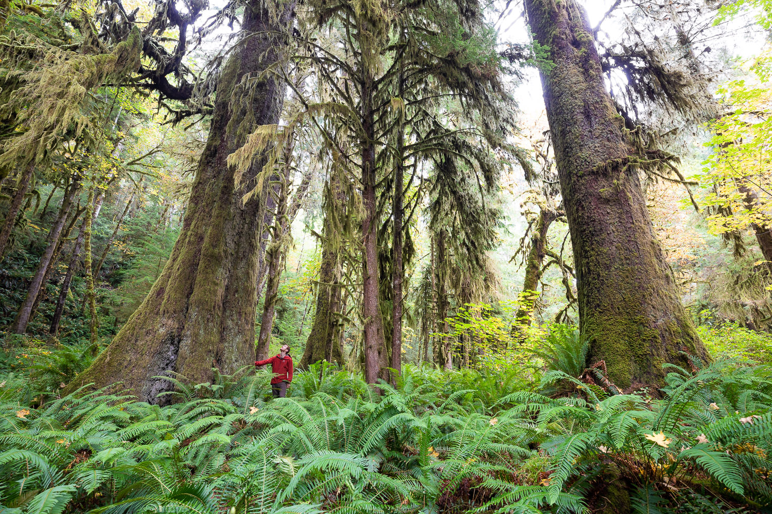 old-growth forest in bc