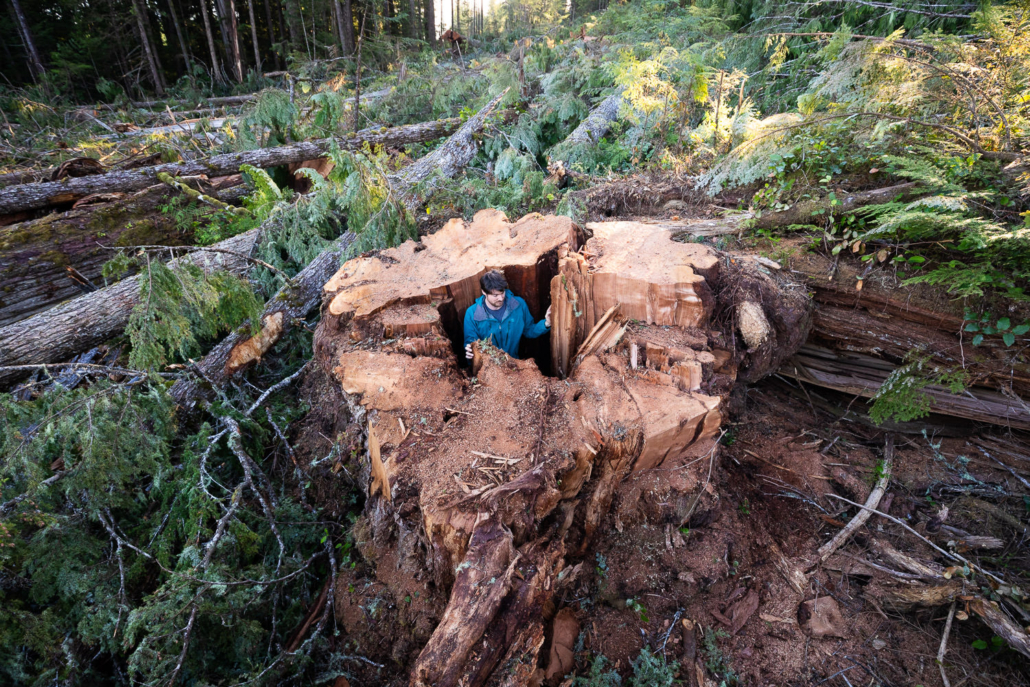 Old-growth cedar stump - Quatsino