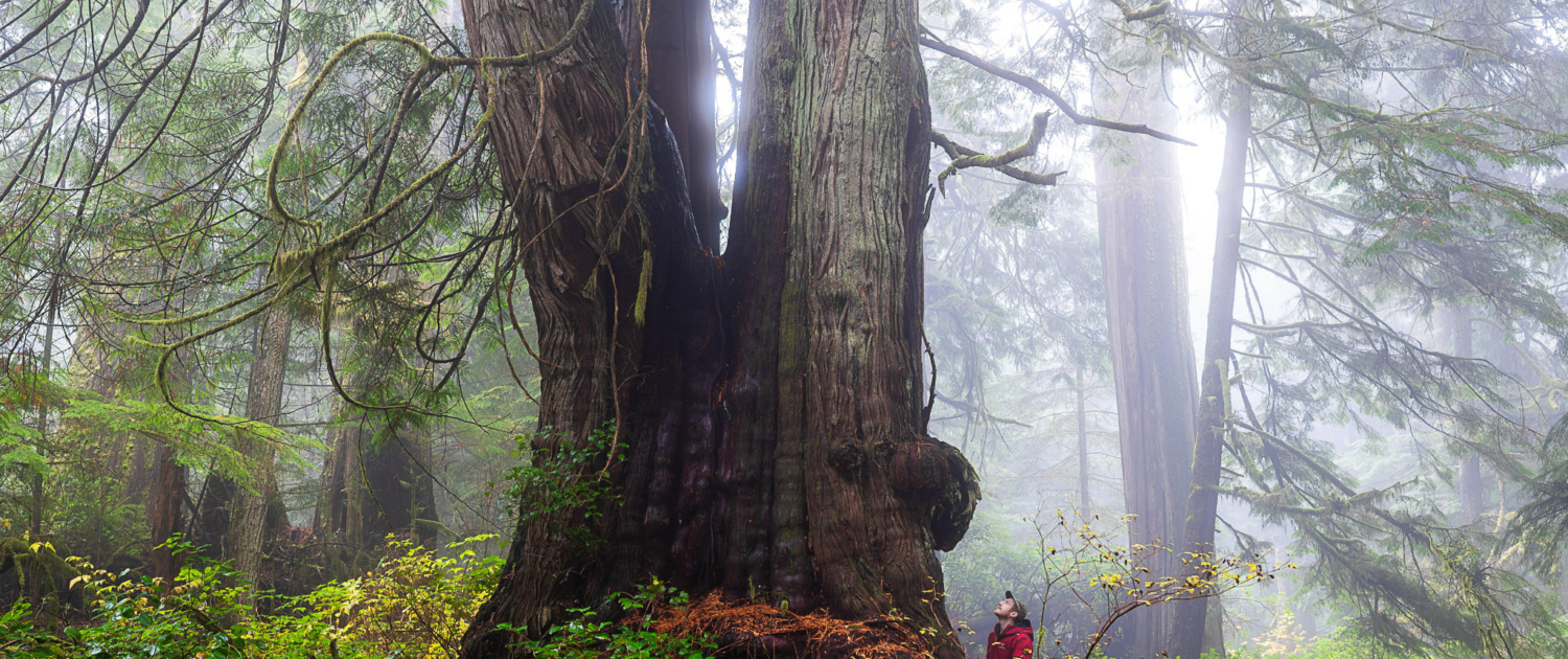 Ancient Forest Alliance Campaign Director TJ Watt stands beside a giant old-growth redcedar tree in the unprotected Jurassic Grove near Port Renfrew in Pacheedaht territory.