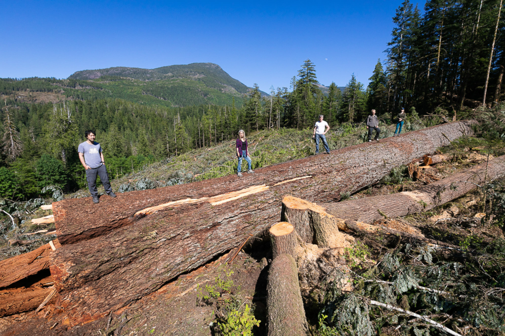 BC's ninth widest Douglas-fir cut down by BC Timber Sales (BCTS) in the Nahmint Valley in 2018.