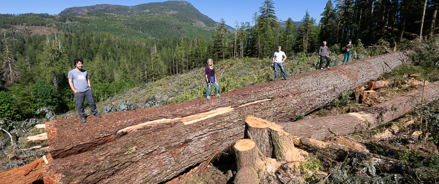 BC's ninth widest Douglas-fir cut down by BC Timber Sales (BCTS) in the Nahmint Valley in 2018.