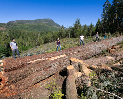 BC's ninth widest Douglas-fir cut down by BC Timber Sales (BCTS) in the Nahmint Valley in 2018.
