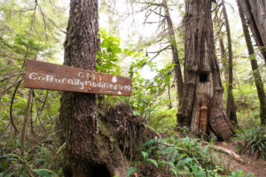 A First Nations Culturally Modified Tree in an old-growth forest on Flores Island.